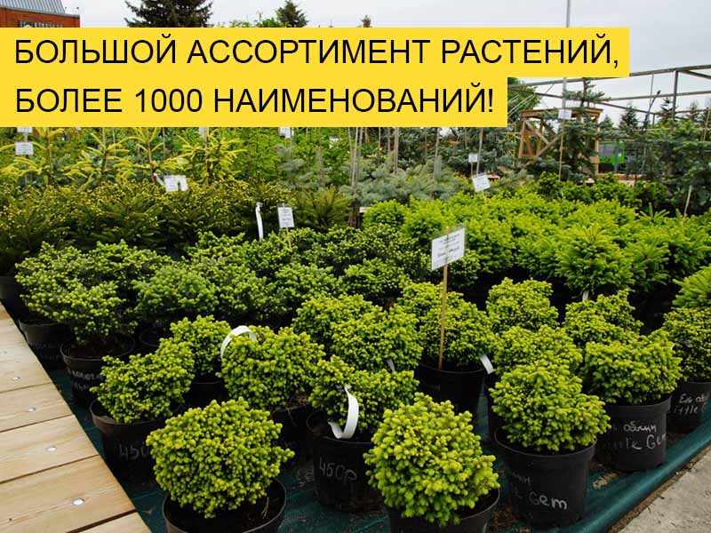 Большой ассортимент растений, более 1000 наименований