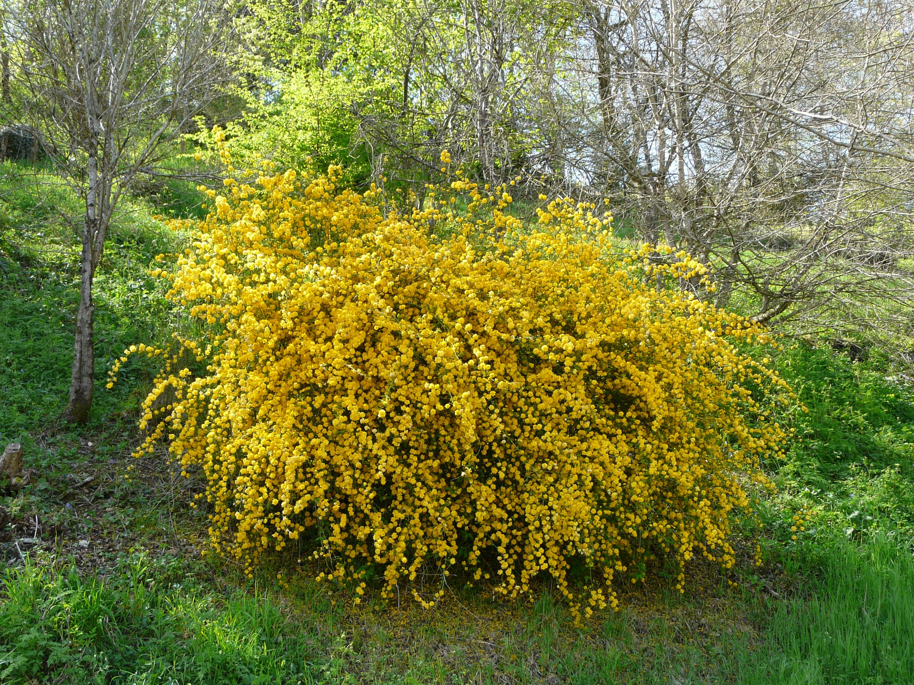 Японская керрия кустарник фото. Керрия Пленифлора. Керрия японская Pleniflora. Кустарник керрия японская. Форзиция промежуточная Голдзаубер.